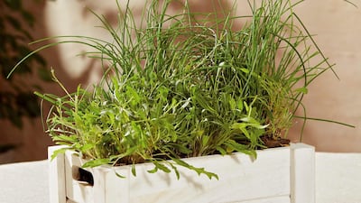 Start an urban farming project over the winter months. Courtesy MyGreenChapter.com