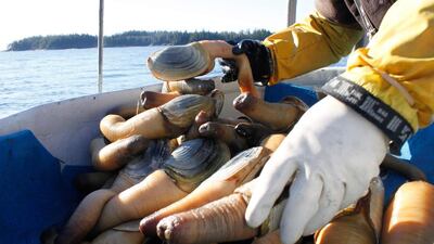 Freddy Gutmann sorts freshly harvested geoducks. The geoduck is both one of the largest clams in the world, and one of the longest-lived animals of any type. Clement Sabourin / AFP