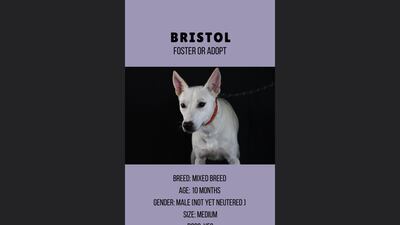 Bristol, 10 months, male.