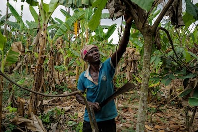 Mahama Ousmanu, 58, a farmer, works on a cocoa farm in Kwabeng in the Eastern Region, Ghana. Reuters