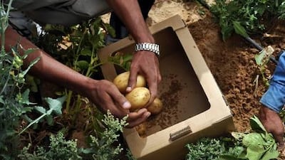 Workers unearth potatoes on a farm in Liwa. Farmers are being educated on the dangers of a bacterial epidemic from contamination of their produce.