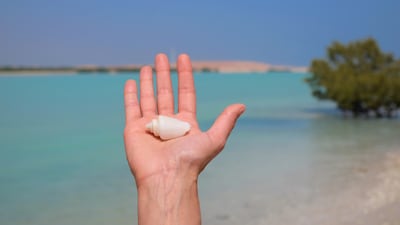 Seashells have offered insights into what life was like between 1000 and 600 BC. Getty Images