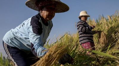 Farmers cut stalks of rice during harvest season at Jatiluwih in Bali. Industry officials and analysts are expecting Indonesia to more than double its rice imports to around 1.5 million tonnes in 2014 from an estimated 700,000 tonnes imported in 2013. Agung Parameswara / Getty Images