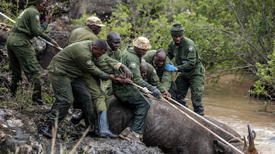 Gamekeepers try to take a sedated rhino out of the water during a capture and relocation operation in Nairobi National Park. AFP