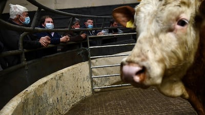 Farmers view a cow from ringside at the Carrigallen Mart cattle auction as the coronavirus disease restrictions are eased in Ireland. Reuters