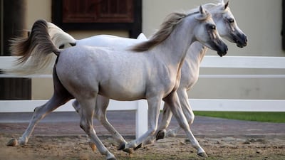 Arabian horses trot at the Sharjah Equestrian and Racing Club. Karim Sahib / AFP