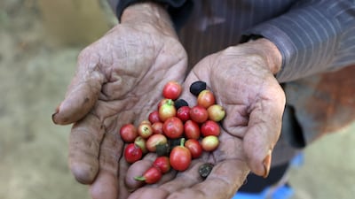 Jizan is known for its red Khawlani coffee beans, often blended with cardamom and saffron to give a yellowish hue of coffee — locally known as ghawa — and a taste markedly different from the bitter black liquid drunk elsewhere in the Middle East and in the West. It remains an integral part of Saudi culture, so much so that the government has designated 2022 as 'The Year of Saudi Coffee'.