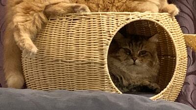 Amy, top, and Georgie on the cat tree.