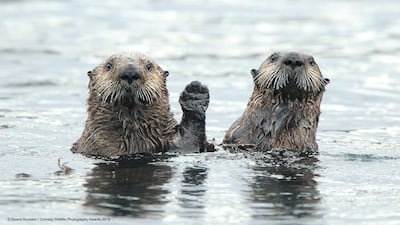 A pair of Alaskan sea otters say "hi". Donna Bourdon / The Comedy Wildlife Photography Awards 2019