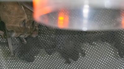 Mexican free-tailed bats huddle in an incubator as they recover from the cold weather. AP