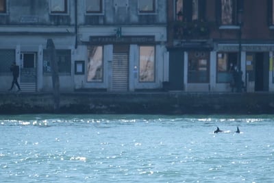 A screengrab taken from a video shows dolphins swimming in the Giudecca Canal, not far from St Mark's Square, in Venice in March 2021. Reuters