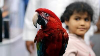 A girl carries a red parrot displayed for sale at a bird market in Jeddah, Saudi Arabia. AP