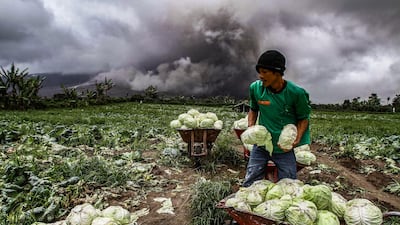 An Indonesian farmer harvests his cabbages during the eruption of Mount Sinabung volcano in Karo in North Sumatra. Ivan Damanik / AFP Photo