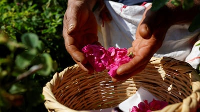 Musa al-Ma'arrin places Damask roses into a straw basket in his field, in the village of Ma'arrin al-Salib in the Hama countryside, Syria, May 23, 2026. REUTERS / Yamam al Shaar