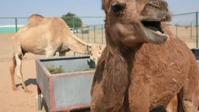A cloned camel at the Camel Reproduction Centre in Al Awir Dubai.