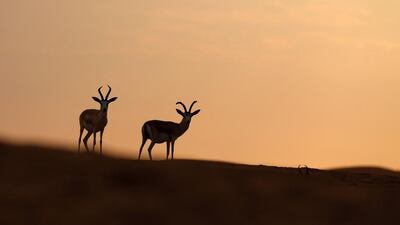 Sand gazelles are seen at the Arabian Oryx Sanctuary in Umm Al-Zamool, about 290 kilometres south of Abu Dhabi near the border with Oman and Saudi Arabia, on March 1, 2016. The sanctuary, which is home to several species, covers about 8,900 square kilometres and has nearly 155 Arabian Oryx, which were reintroduced to their natural habitat in the UAE as part of a five-year conservation plan launched by the country’s late ruler Sheikh Zayed bin Sultan Al Nahyan, after fears of extinction. Karim Sahib / Agence France-Presse