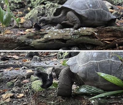 An adult female giant tortoise hunting and killing a lesser noddy tern chick. Photo: Justin Gerlach