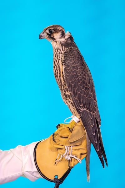 A Saudi man displays a falcon which was sold for SR650,000 ($173,284). Media Center Saudi Falcons Club Auction via REUTERS