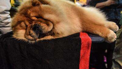 More down time: A dog is groomed before participating in the 144th annual Westminster Kennel Club Dog Show. AFP