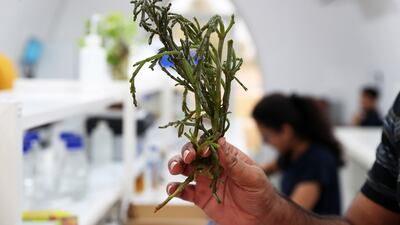 Scientists at the International Centre for Biosaline Agriculture in Dubai have been working behind the scenes to cultivate crops that leave a minimal carbon footprint. All photos: Pawan Singh / The National