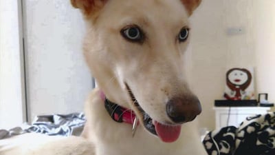 Flake, 1.5 years, male. Fully vaccinated, microchipped and neutered. Courtesy 38 Smiles