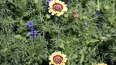 Al Mazroui also grows larkspurs, dandelions, sunflowers and marigolds. Reem Mohammed / The National