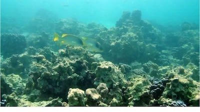The Al-Yasat Reef in western Abu Dhabi which was degraded amid high water temperatures.