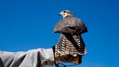 Falcons attack from the side, but do you know why?