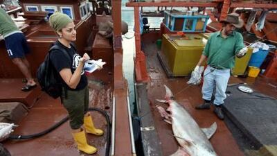 Rima Jabado, a doctoral candidate at UAE University, takes DNA samples from sharks at the Abu Dhabi Fish Market last weekend. Jabado is currently working on a study of the various shark species in the Gulf.