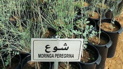 Moringa peregrina. Tree (small). Indigenous to North Africa and parts of the Middle East. Courtesy of Melanie Hunt