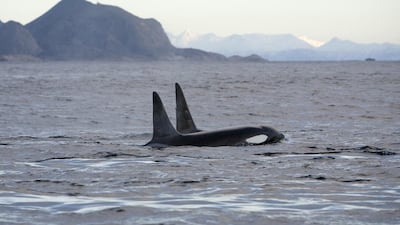 Whale-watching under the midnight sun, Norway - Between May 25 and July 18, the Lofoten Islands of northern Norway is one of the few places in the world where it’s possible to go whale watching under the photogenic light of the midnight sun. Getty Images