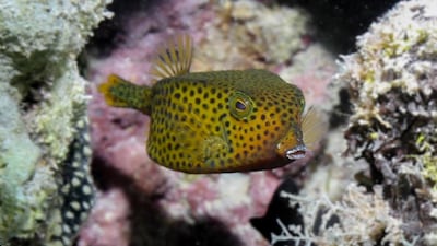 A Blue Tail Boxfish, also known as an Arabian Boxfish, hiding between Abu al Abyad’s corals. Courtesy Abu Dhabi Marine Conservation Group