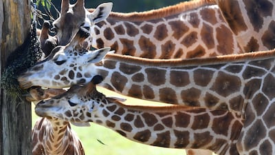 Sophie (bottom) the giraffe is seen feeding with members of her herd on her first birthday at Australia Zoo in Beerwah, Queensland, Australia. EPA