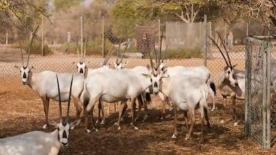 Vaccine tests have been carried out on Arabian oryx at the Wadi Al Safa Wildlife Centre.