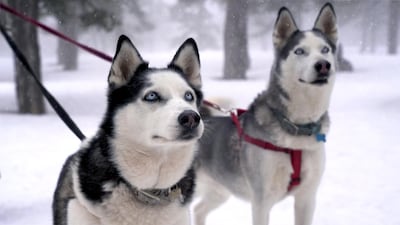 Ali Rhind takes her huskies on a 12-kilometre hike each morning. Courtesy Ali Rhind