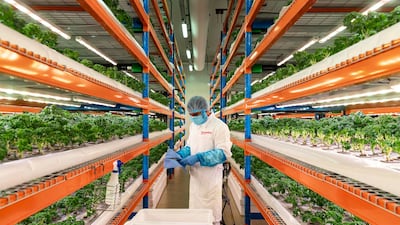Emirates Bustanica, the countries largest vertical farm based in Dubai supplying Careem with fresh groceries. Antonie Robertson/The National
