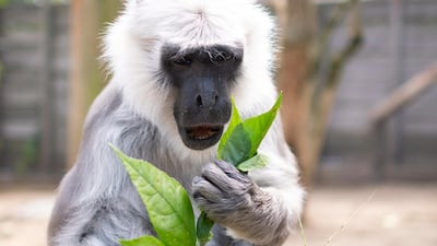 A five-year old female Grey Langur (Semnopithecus entellus) eats in her enclosure in the Nyiregyhaza Animal Park in Nyiregyhaza, Hungary. EPA