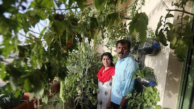 Dubai resident Shabu Lonappan and his wife Ashimol grow about 40 varieties of vegetables and herbs on their 5.5 square metre balcony. Satish Kumar / The National