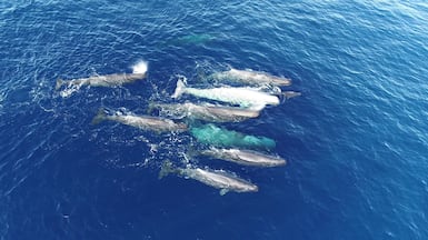 Scientists found sperm whales in the Mediterranean had learnt to adapt their dialects. Photo: Asociación Tursiops