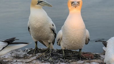 A angry gannet on Helgoland, a North Sea island off Germany. Co Grift / The Comedy Wildlife Photography Awards 2019