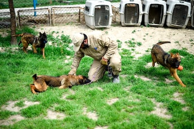 Naya, a three-year-old Belgian malinois, focuses intently as she leaps over hurdles and zooms through tunnels on an obstacle course at a training centre on a hill overlooking Kabul. AFP