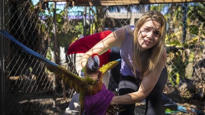 Alexis Highland handles a parrot that is being evacuated from the Malama Manu Sanctuary in Pine Island, Florida. AP