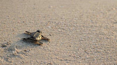 A hawksbill turtle hatchling glinting in the light from the setting sun as it heads for the waters of the Arabian Gulf at Jebel Ali Wildlife Sanctuary. Discovery
