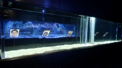 Participants are seen on tablets in front of a water tank keeping spotted garden eels, at a rehearsal of "Face Show Festival", which urges the public to video call the aquarium's collection of around 300 spotted garden eels to help the animals stay interactive, amid the coronavirus disease outbreak. Sumida Aquarium HO via Reuters
