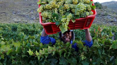 A worker harvests grapes at the La Motte wine farm in Franschhoek near Cape Town, South Africa. Mike Hutchings/Reuters