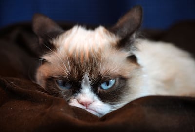 The pet was the star of a television film named Grumpy Cat's Worst Christmas Ever in 2014. Getty Images