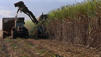 Harvesting in Usina Santa Elisa farm in Sertaozinho, Brazil. Brazil accounted for about 67 per cent of total Latin American trade with Dubai, as an exporter of crops such as sugar cane. AFP