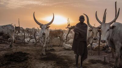 A boy poses for a photo with his cattle.