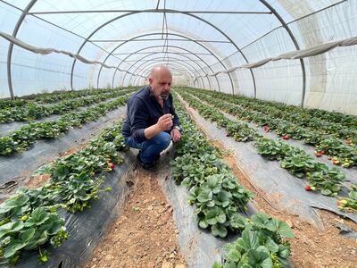 Yacoub Miguel at his strawberry farm in Amman. He predominantly supplies strawberries to the Gulf markets. Khaled Yacoub Oweis / The National