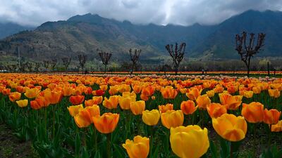 Tulips grow in a shut-down tulip garden as spring arrives in Srinagar, Kashmir during a government-imposed nationwide lockdown as a preventive measure against the coronavirus, on April 10, 2020. AFP